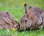 Два Кролики едят
